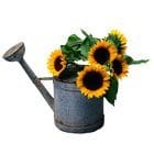 Curso de Jardinagem e Paisagismo