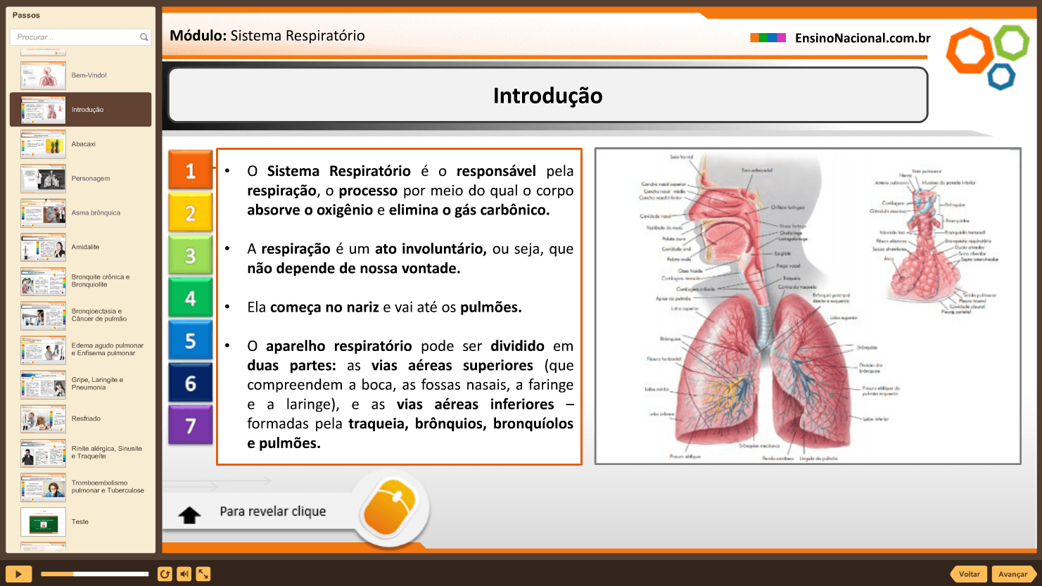 parte do curso sistema respiratório
